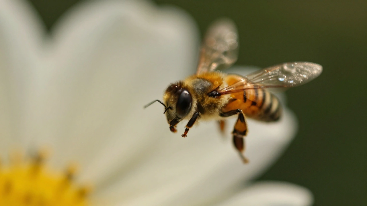 Depth of Field in Macro Photography: How to Get Sharp Focus on Tiny Subjects