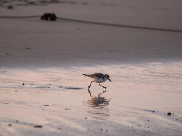 Beach and Coastal Wildlife: How to Photograph Shorebirds, Seals, and Marine Mammals