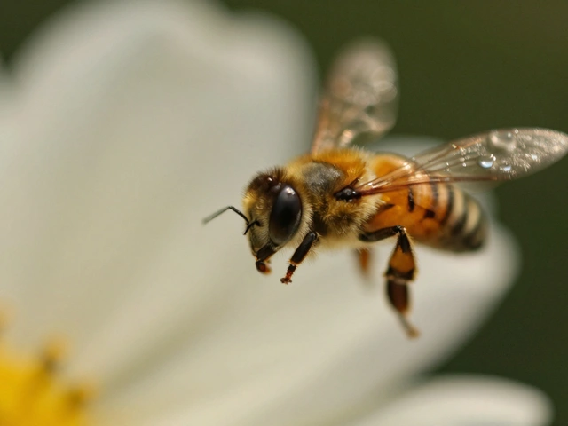 Depth of Field in Macro Photography: How to Get Sharp Focus on Tiny Subjects