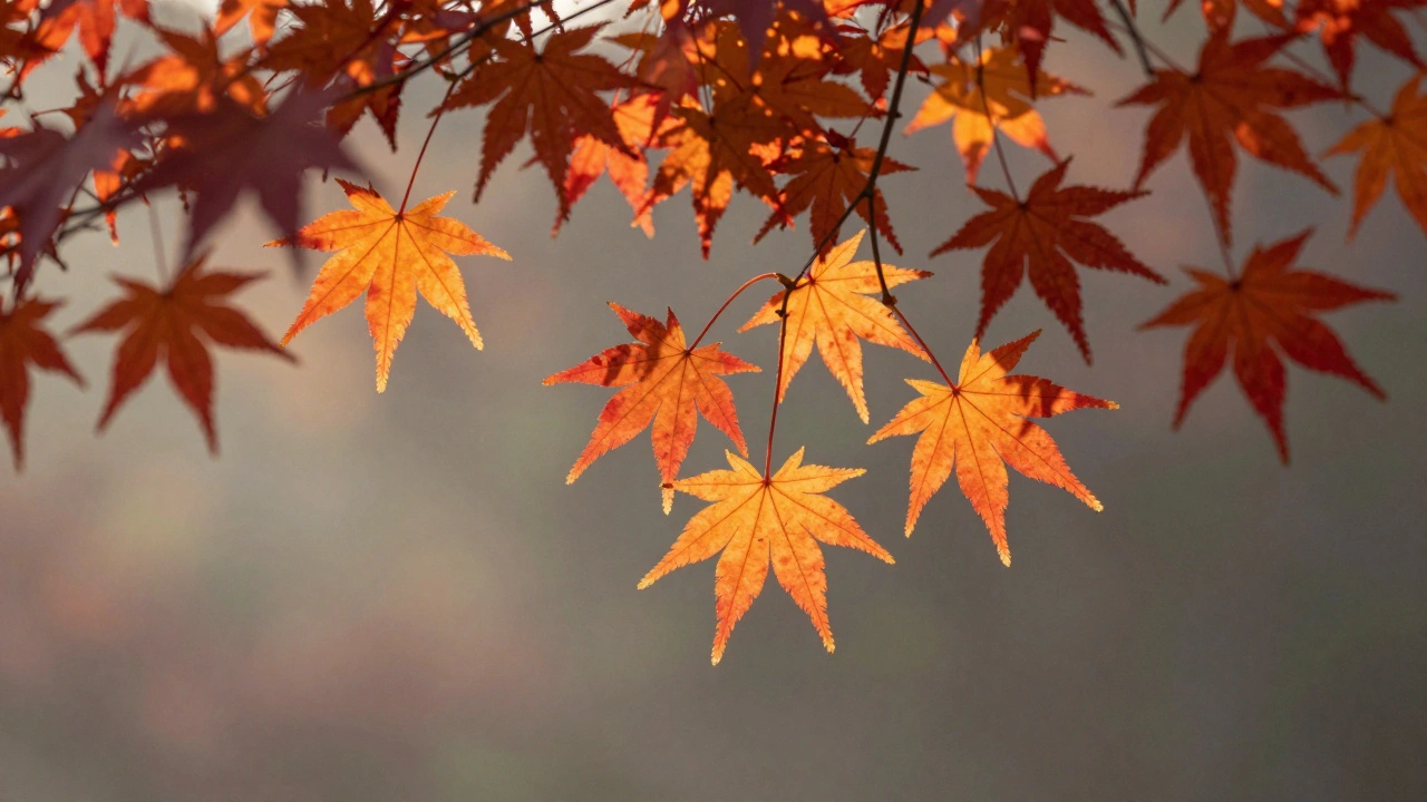 Backlit Leaves and Foliage: How to Capture Translucent Color Effects in Nature Photography