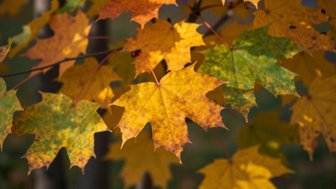 HSL Adjustments in Photo Editing: Mastering Targeted Color Control