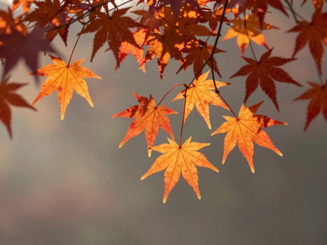 Backlit Leaves and Foliage: How to Capture Translucent Color Effects in Nature Photography