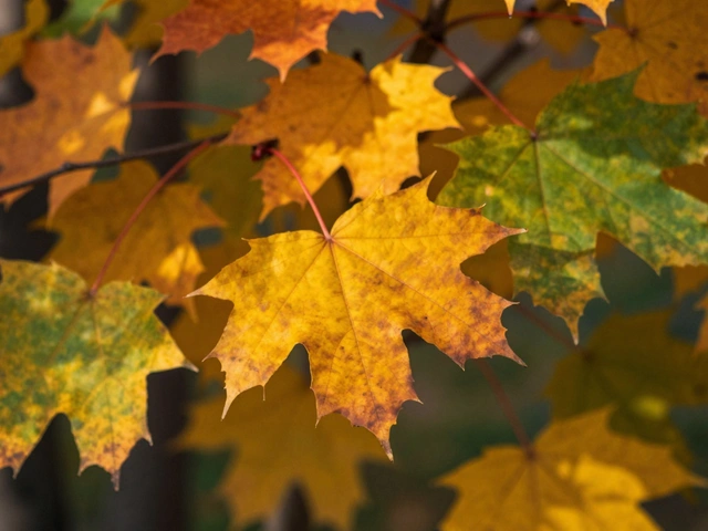 HSL Adjustments in Photo Editing: Mastering Targeted Color Control