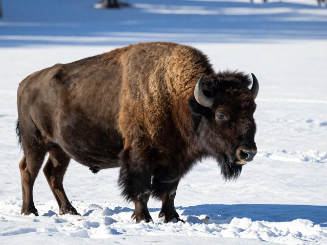 Mastering High-Contrast Scenes: Metering Strategies for Difficult Light