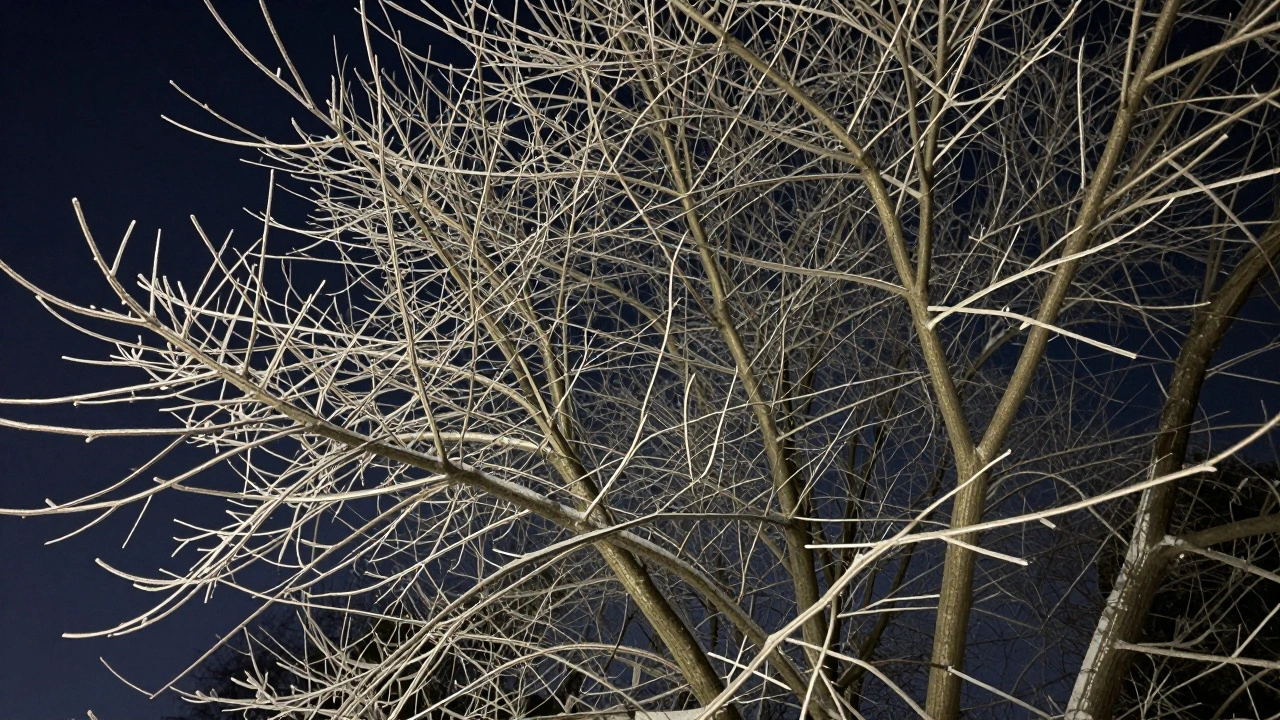Close-up of winter tree twigs against a dark sky with preserved detail