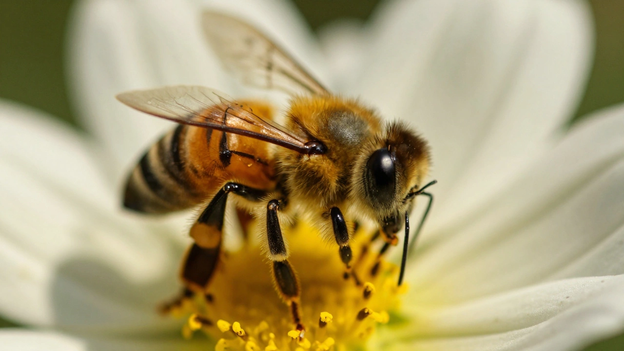 Mastering Macro Focusing: Manual Focus and Focus Stacking Guide