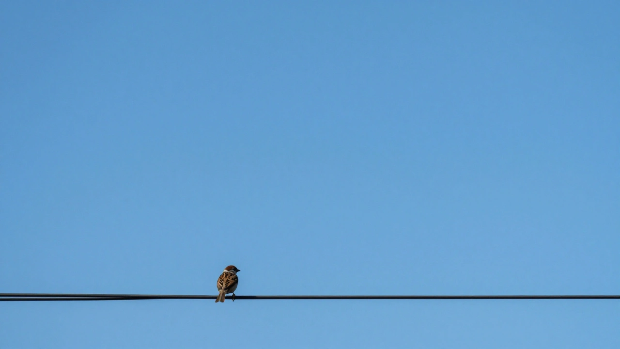 Mastering Negative Space in Photography: How to Use Empty Space for Better Composition