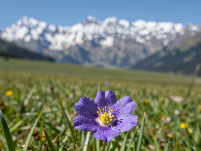 Foreground Elements in Landscape Photography: Creating Interest and Depth