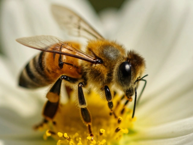 Mastering Macro Focusing: Manual Focus and Focus Stacking Guide