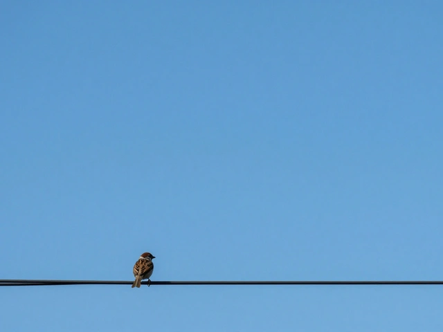 Mastering Negative Space in Photography: How to Use Empty Space for Better Composition