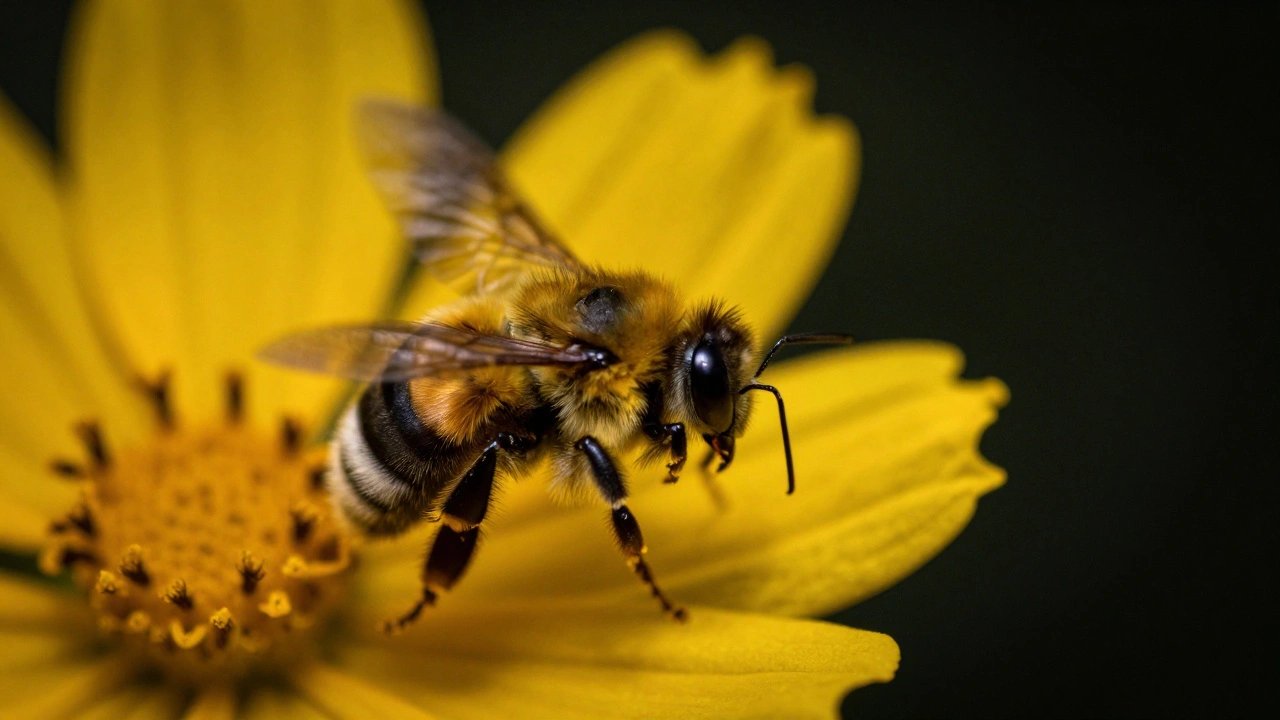 Bee on flower with dark isolated background