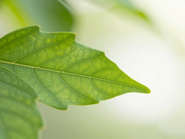 Mastering Macro Background Control: How to Create Bokeh and Isolate Small Subjects