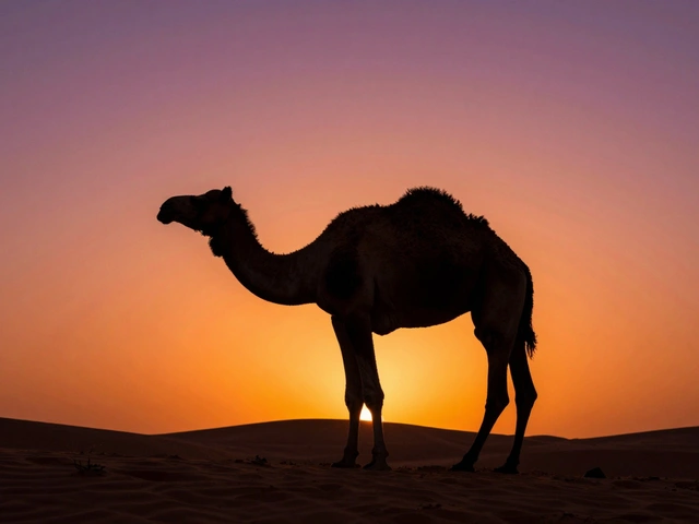 Silhouette Lighting in Photography: Exposing for Background Glow