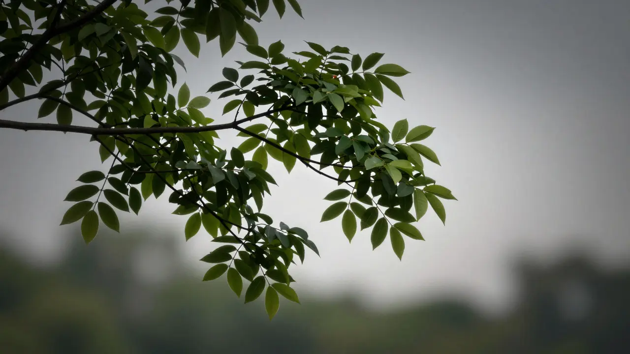 Conceptual art showing a tree branch with glowing halo effects around the edges