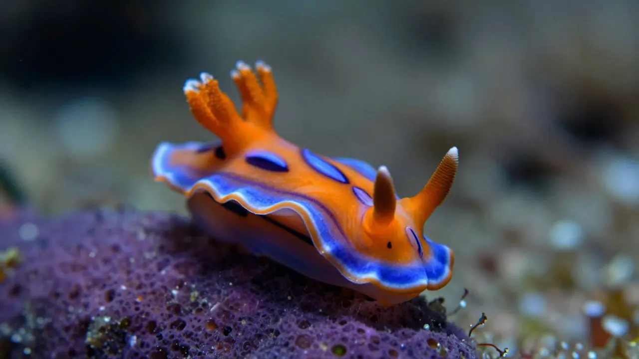 Macro Underwater Photography: How to Capture Tiny Marine Life