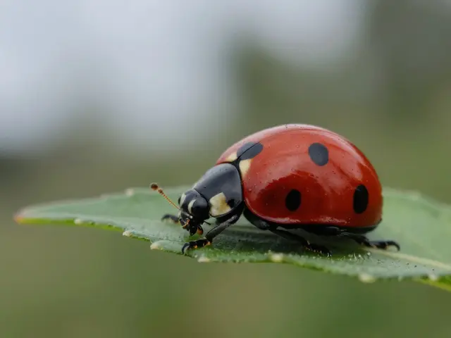 Cloudy Day Macro Lighting: How to Capture Soft, Shadowless Details