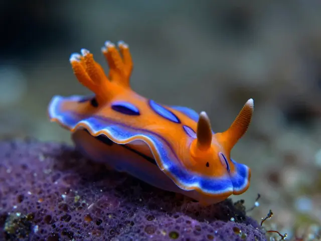 Macro Underwater Photography: How to Capture Tiny Marine Life