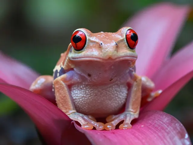 Reptiles and Amphibians: Close-Up Wildlife Techniques for Sharp Shots