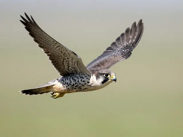 Tracking Birds in Flight: AF Case Settings and Techniques for Wildlife Photography