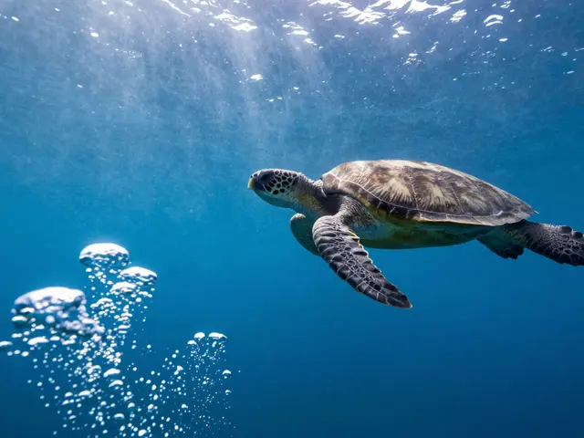 Underwater Composition: Mastering Foreground Subjects in Blue Water
