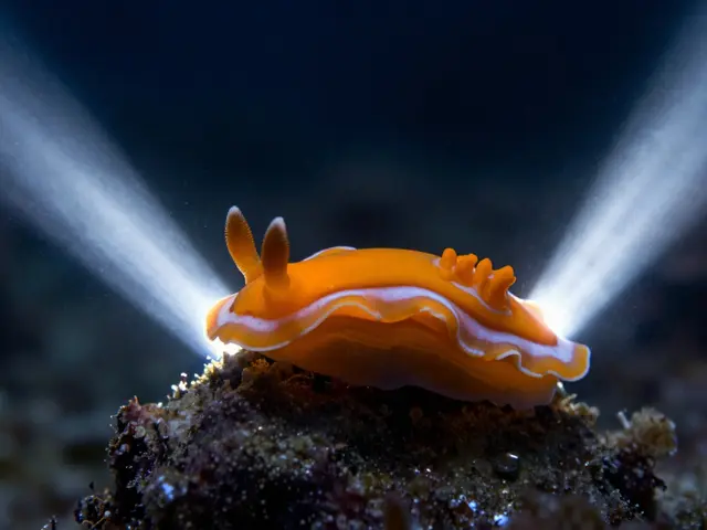 Underwater Macro Lighting Guide: Snoots, Diffusers, and Positioning