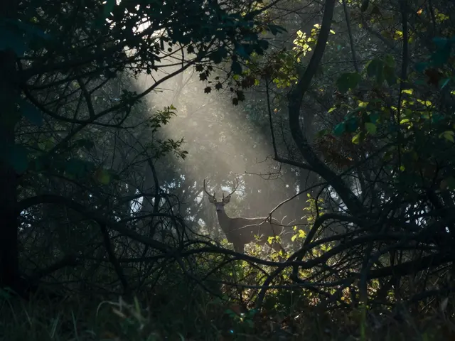 Wildlife Photography in Forests: Mastering Low Light and Obstructed Views