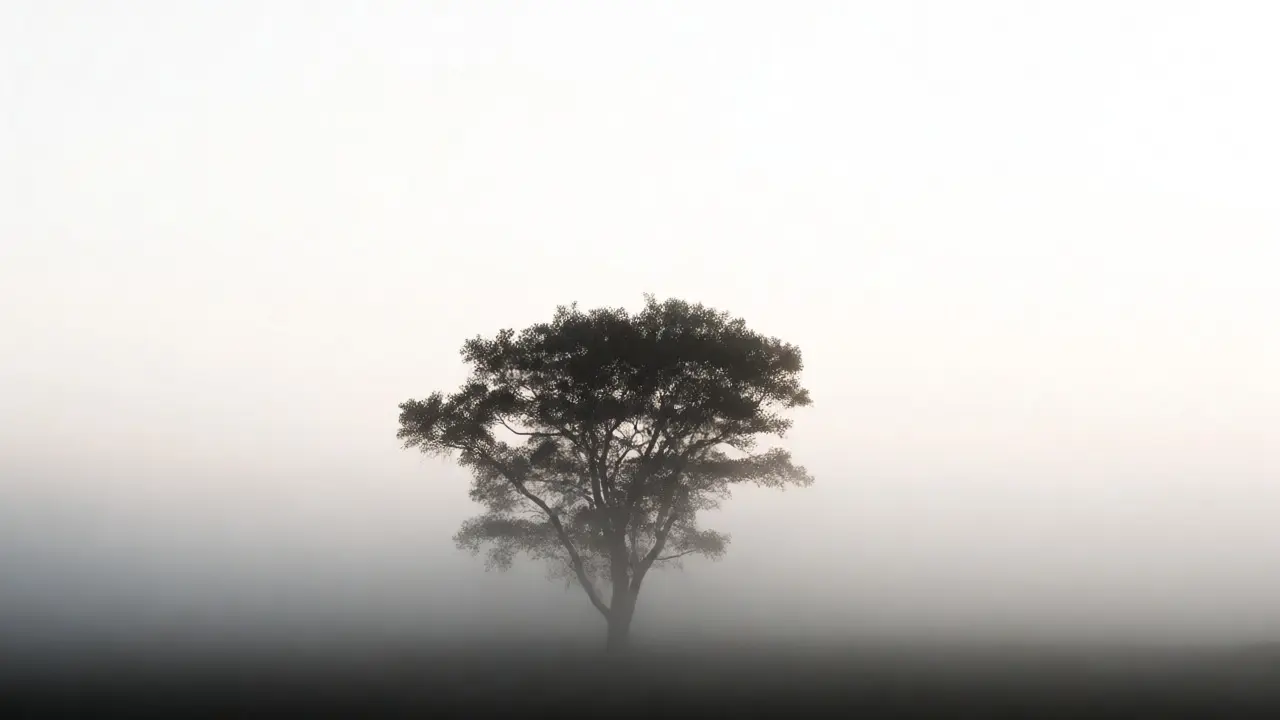 Lone tree silhouette against bright misty white sky